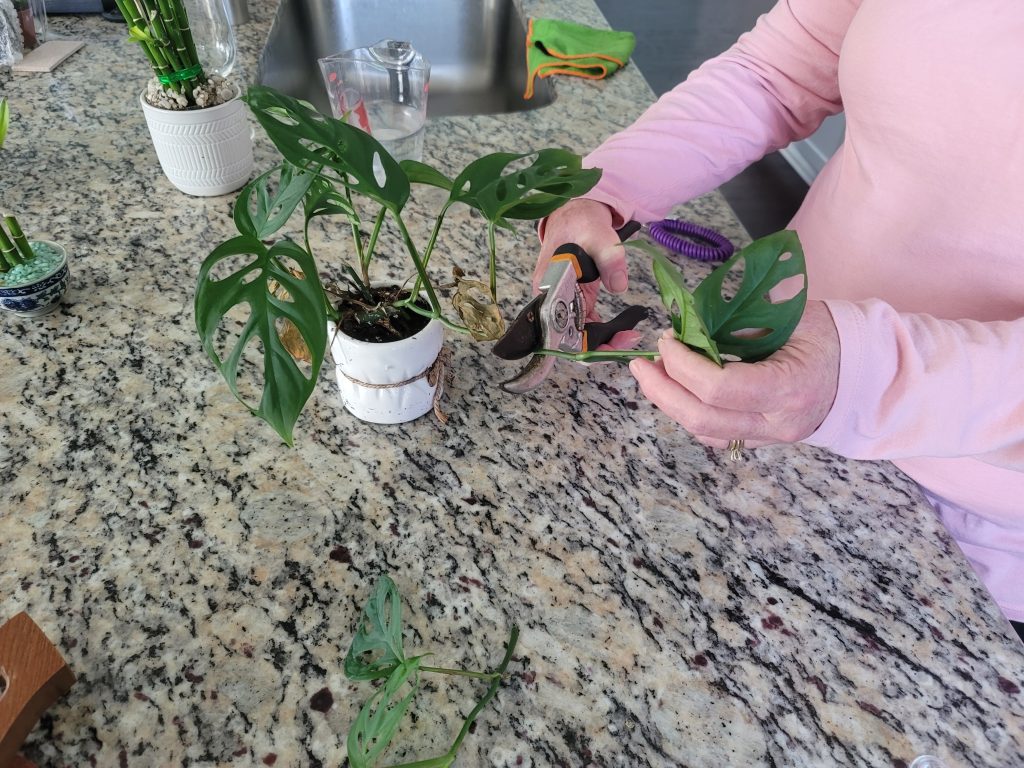 Step 3:  Take clipping of the plant you wish you had more of.
