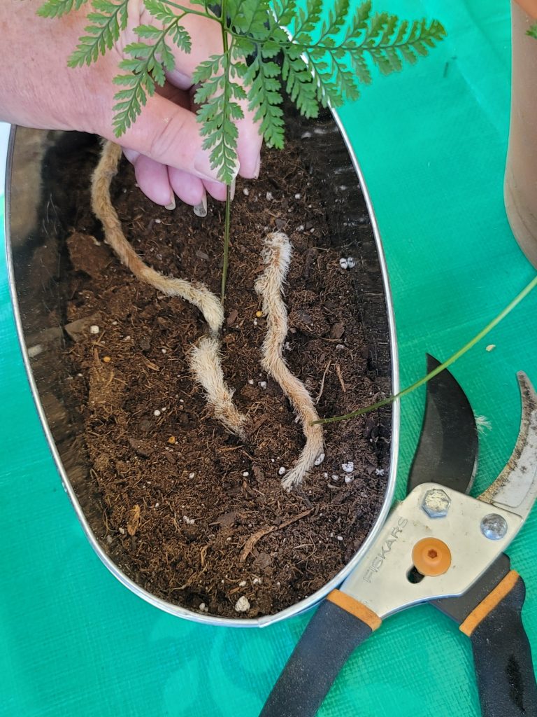Pinning the ferns rhizome to the soil  surface.