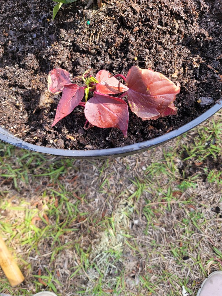 Step three is the spiller plant.  We are using ornamental purple sweet potato vine.