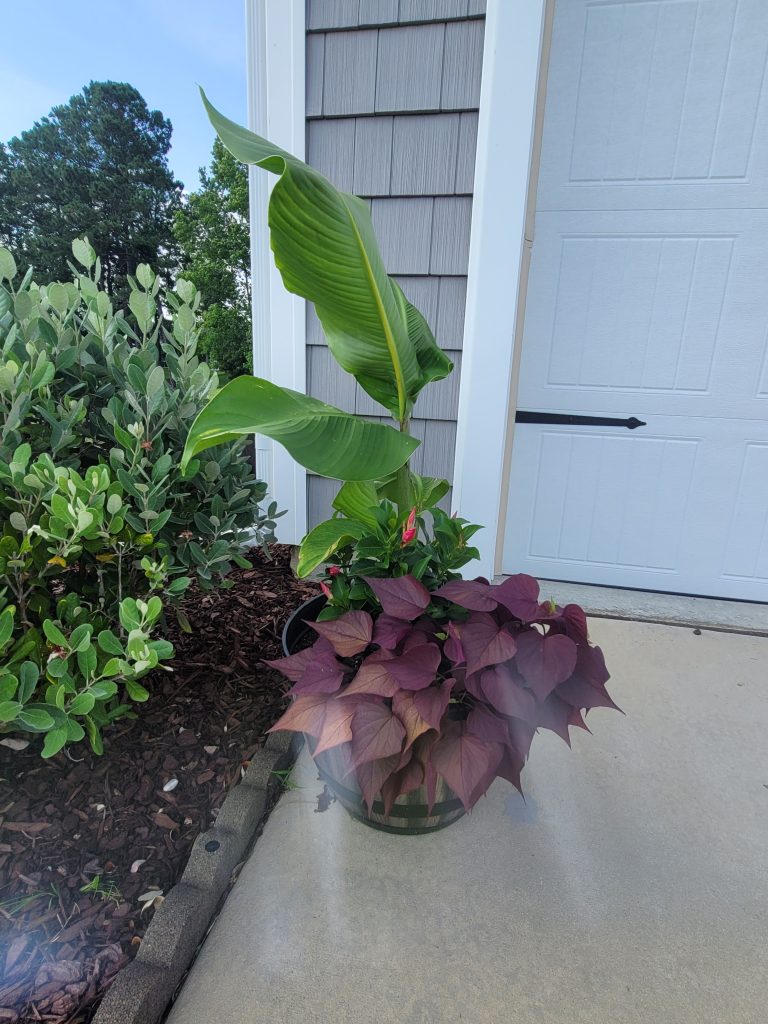 Planter next to bush with large plants.