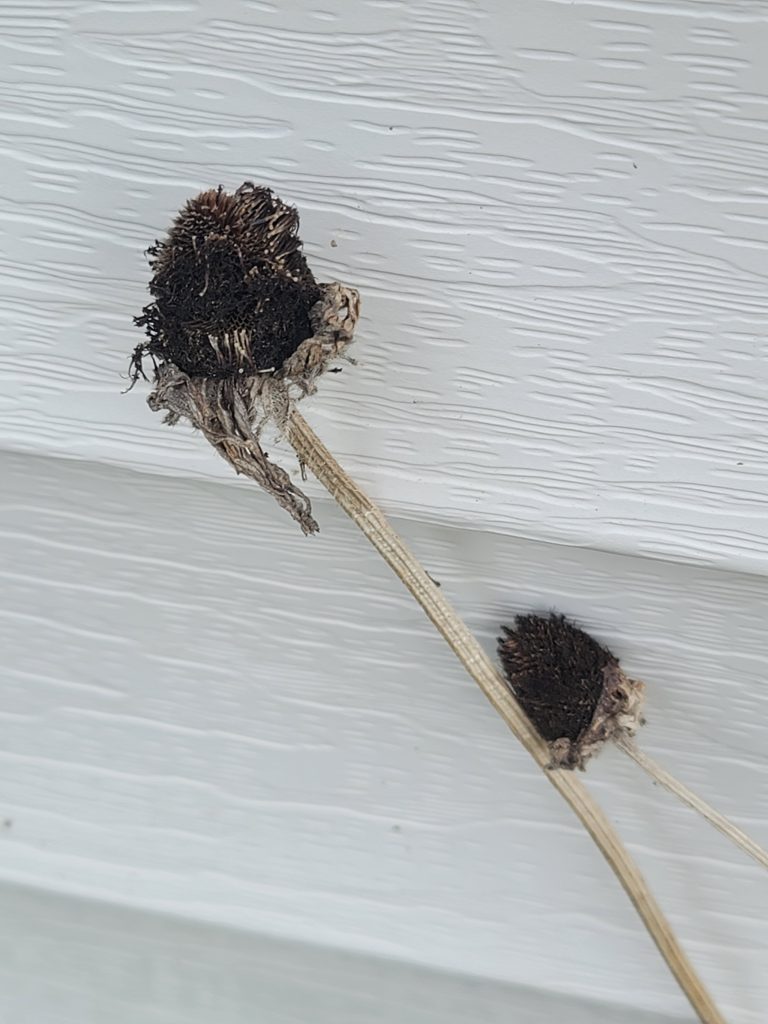 Dried Zinnia seed heads without flower petals against the wall.