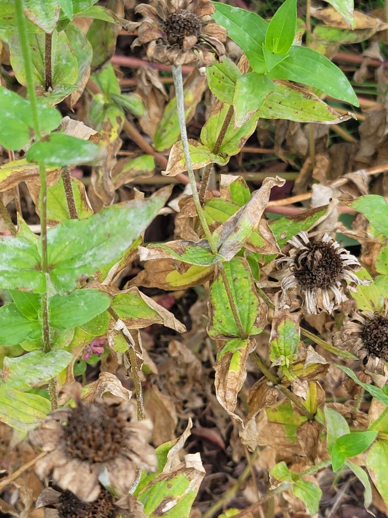 Zinnia plants with seed heads and flower petals.