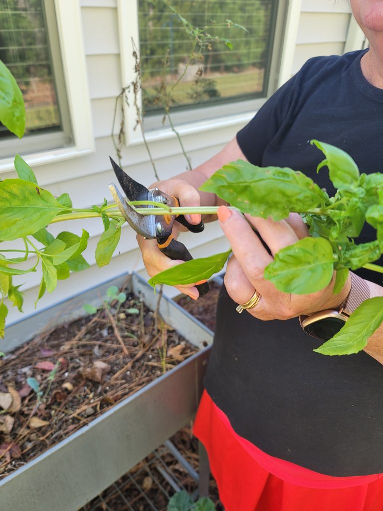 This photo shows a stem of Basil being  snipped with garden shears for propagation.